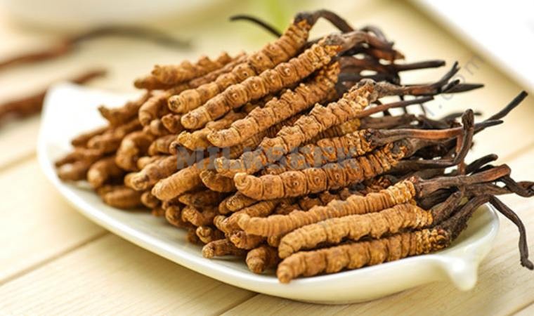 北京个人养生工作室告诉你什么人不能吃虫草1MilkSeek都市体验网