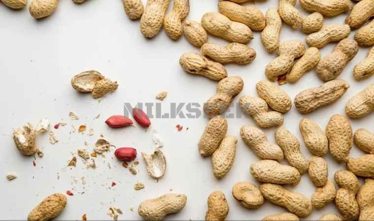 北京丰台个人家庭养生建议大家试试这些增加记忆力的食物2MilkSeek都市体验网