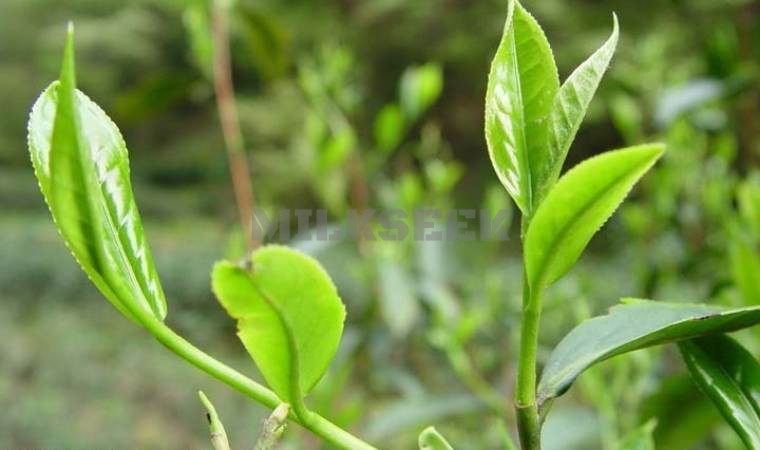 北京个人保健按摩馆告诉你脱发严重是什么原因2MilkSeek都市体验网