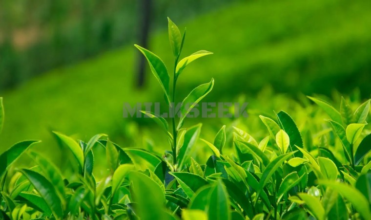 北京思足网和大家分享绿茶的养生功效MilkSeek都市体验网