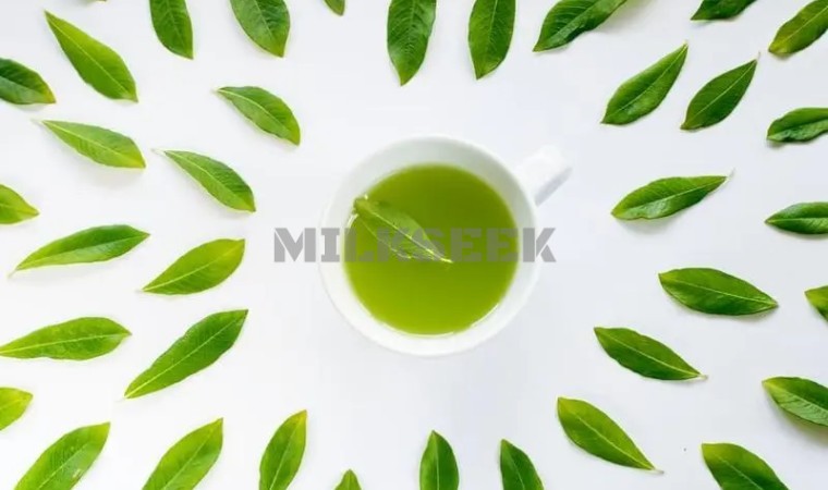 北京思足网和大家分享绿茶的养生功效1MilkSeek都市体验网