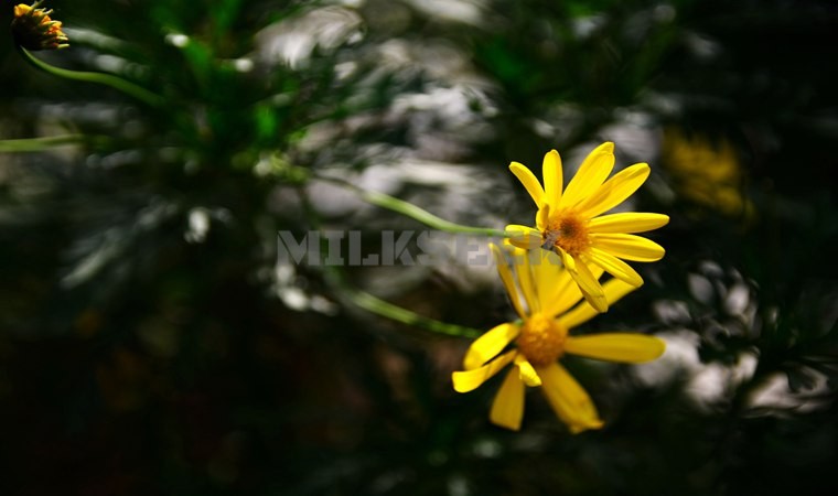 北京养生休闲会所里都有什么项目MilkSeek都市体验网