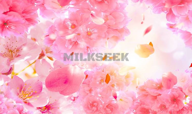 北京养生会所告诉大家高质量的睡眠最养生MilkSeek都市体验网