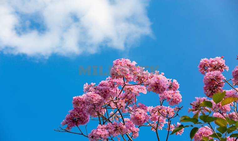 春季祛湿，北京丰台养生馆教你这样做2MilkSeek都市体验网