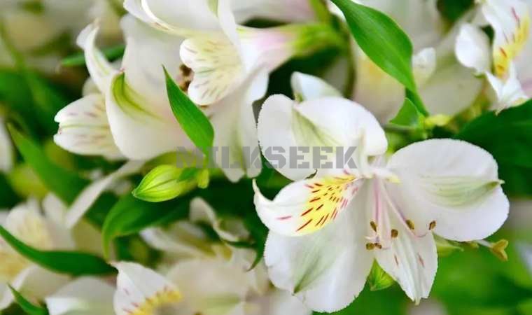 北京SPA个人工作室告诉大家百合花的养生功效1MilkSeek都市体验网