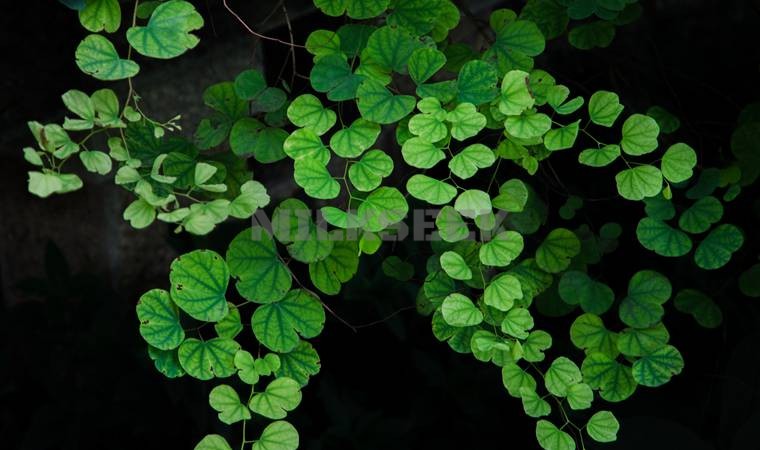 北京SPA会所：在繁忙的都市中，寻找轻松与舒适的天堂2MilkSeek都市体验网