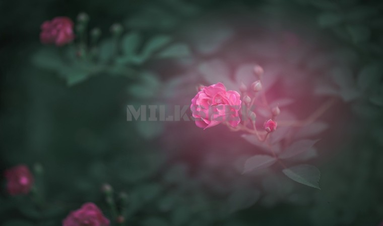 寻找男士专属的spa场所，享受男士护理服务MilkSeek都市体验网