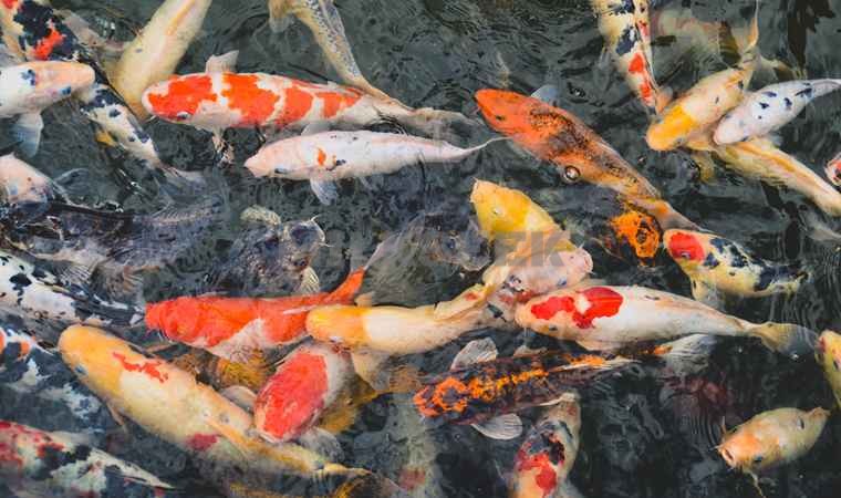 北京养生网告诉你夏季养生祛湿要注意什么2MilkSeek都市体验网