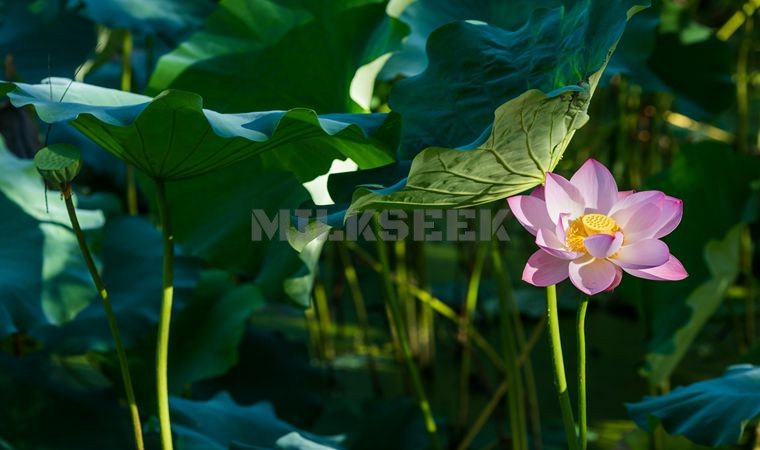 北京男士SPA建议男性朋友夏季合理运动，健康度过夏天MilkSeek都市体验网