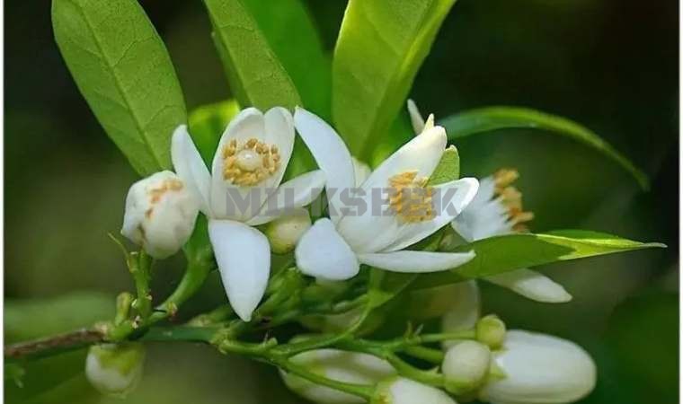 北京SPA的精油分为哪几类？都有什么作用？1MilkSeek都市体验网