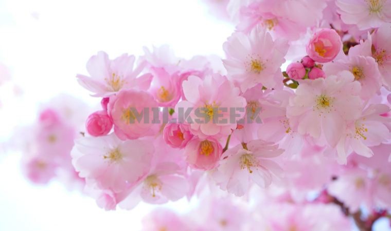 北京养生点评网分享的春捂方法MilkSeek都市体验网