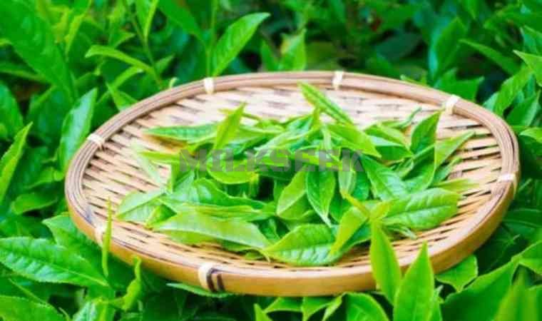 北京品茶到店海选：寻找城市中的独特茶香体验1MilkSeek都市体验网