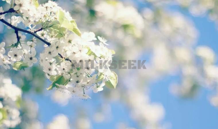 北京保健按摩网推荐的春季养生小贴士1MilkSeek都市体验网