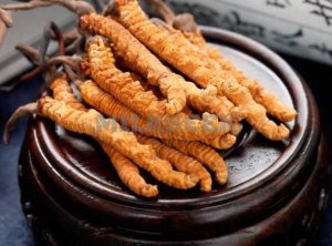 北京个人养生工作室告诉你什么人不能吃虫草