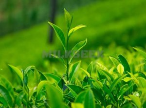 北京思足网和大家分享绿茶的养生功效