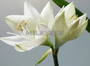 北京SPA个人工作室告诉大家百合花的养生功效